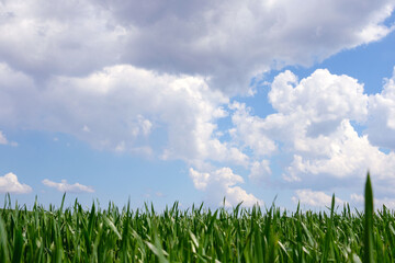 Fresh green young wheat on a background of blue sky with clouds. Beautiful rural landscape. Travel Ukraine.