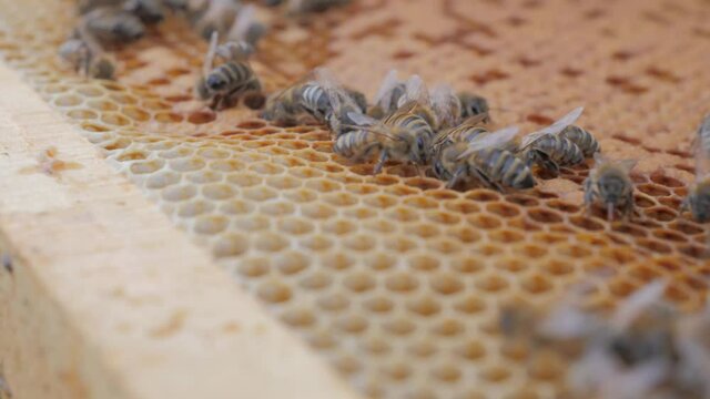 Bees on the apiary in the evidence