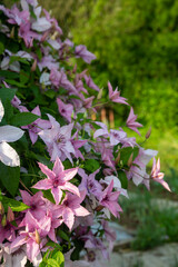 Clematis bush blooming in the country garden