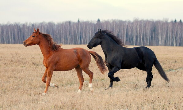 Two Horses Running In The Field