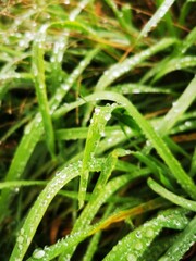 grass with dew drops