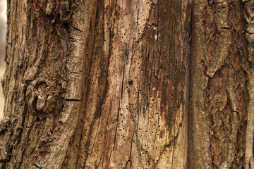 dry trunk of an old tree