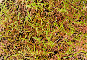 Amaranth sprouts with black seed coats, from above. Ready to eat Amaranthus microgreens. Green shoots, seedlings, young plants and leaves, used as a garnish or ingredient. Close-up, macro, food photo.