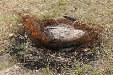 embers from a fire on the ground