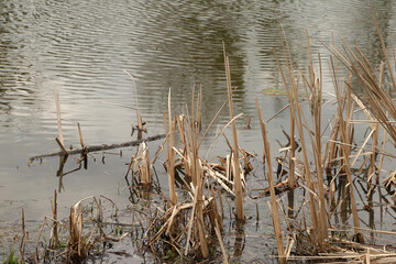 reed grove in the swamp