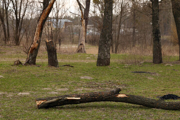 a deck of a fallen tree in the forest