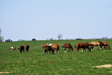 Fototapeta na wymiar Herd of horses in a farm field