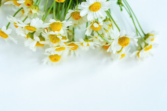 Chamomile or daisy flowers on white background