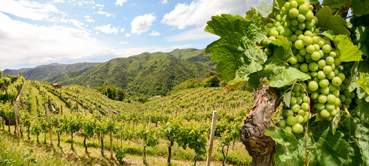 Hilly vineyards with red wine grapes near a winery in early summer in Italy, Tuscany Europe - 425873607