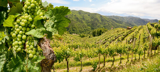 Hilly vineyards with red wine grapes near a winery in early summer in Italy, Tuscany Europe