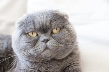 Close-up shot of the snout of a Scottish Fold cat lying on a sofa. The Scottish Fold is a breed of domestic cat with the ears folded forward.