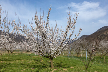 Beautiful apricot trees in full bloom in Wachau, Austria.