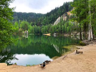 ducks on the lake shore. Beautiful summer view on the mountain with green trees