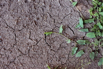  A plant has grown through cracked and dry soil