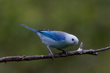 Blue-grey Tanager, (Thraupis episcopus), Tangaras Reserve, western Andes, Colombia.