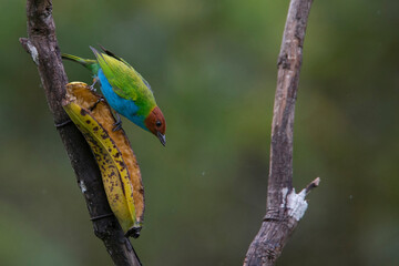 Bay-headed Tanager, (Tangara gyrola), feeding on a banana at the Tangaras Reserve, western Andes, Colombia.