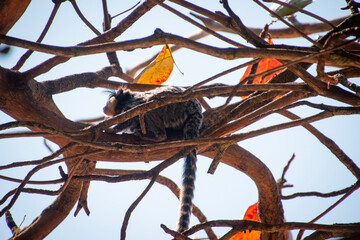 Mono en las ramas de un arbol en otoño