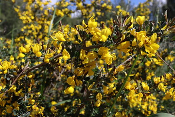 Obraz premium yellow flowers in the field