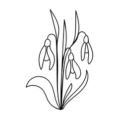 Three snowdrops. Spring flowers. Vector illustration isolated on white background. One line drawing. Doodle style