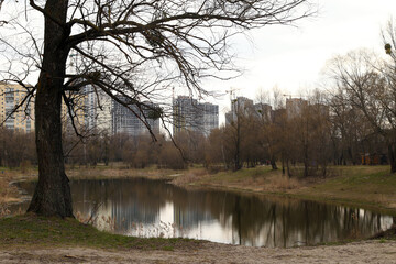 Urban landscape with the lake and tree