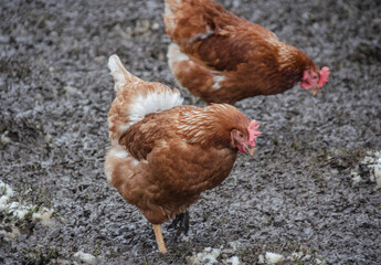 Ein Huhn auf einer Wiese