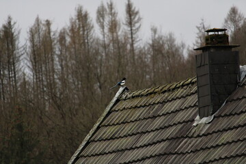 Elster sitzt auf ein altes Dach mit Wald im Hintergrund.