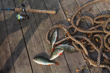 Catch of perch on a wooden pier near the lake