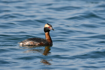 Adult Horned Grebe in breeding plumage