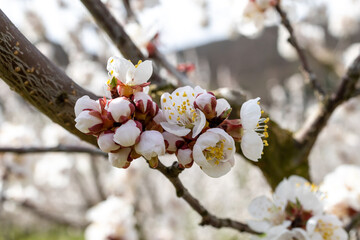 Delicate blossoms and buds of an  apricot tree in full bloom in Wachau, Austria.