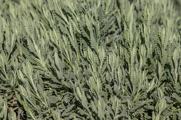 Lavender, without flower, green medicinal and scented bush, close up.