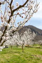Fototapeta premium Beautiful apricot trees in full bloom in Wachau, Austria.
