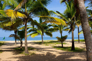 Fototapeta na wymiar Indien - Kerala: Kokospalmen am Marari Beach