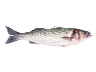 Sea bass fish isolated on white background