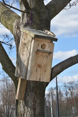 domek dla ptaków, budka lęgowa
