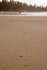Foot Prints In The Sand going to the Ocean.