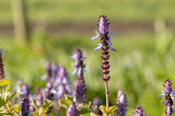 Obraz premium Purple flowers close up, with green background, in spring.