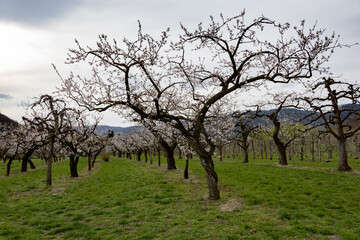 Beautiful apricot trees in full bloom in Wachau, Austria.