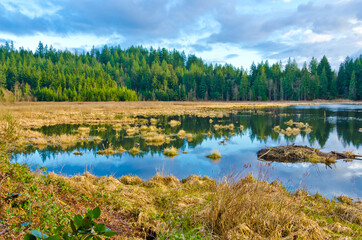 natural reflections on a lake and beautiful yellow marsh