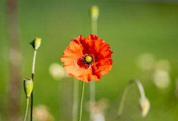 Poppy close up, isolated with green background.