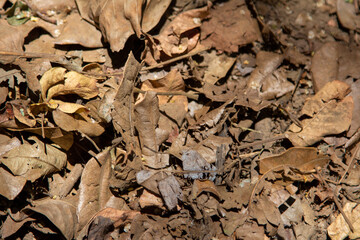 Leaves