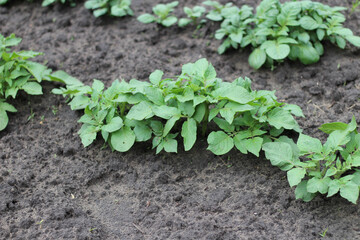 Row of freshly sprouted potato plants in soil