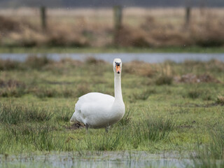 swan on the lake