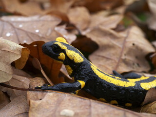 Salamander in autumn foliage