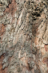 Texture of old weathered tree bark
