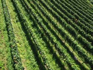 Wineyard