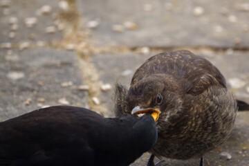 members young and old from a blackbird family (turdus merula) taking food in the garden 