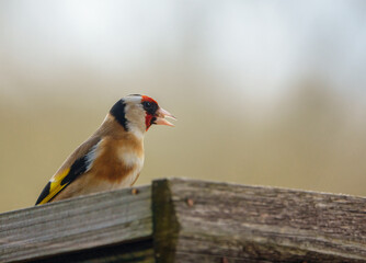 close up of a goldfinch dining out on the bird feeder sun flower heart seeds