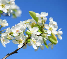 Weiße Blüten eines Birnenbaumes vor blauen Himmel in der Morgensonne - Blütezeit und...