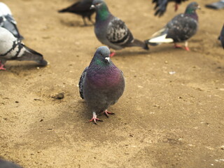 Grupa gołębi W warszawskim parku Moczydło