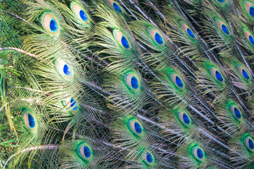 Plumaje pavo real, textura.